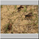 Anoplius viaticus - wegwespe-20.jpg